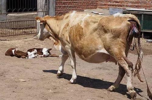 母牛吃瓜影响怀孕吗,母牛吃瓜对怀孕影响探究