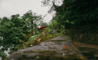 安微黄山吃瓜,吃瓜群众的夏日盛宴