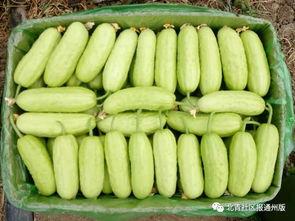 张大姐免费吃瓜,揭秘娱乐圈幕后故事