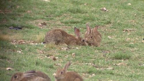 野餐兔吃瓜网站,揭秘夏日美食新潮流