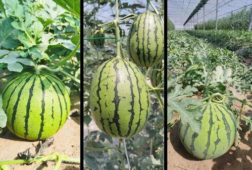 文刻创作吃瓜,一场别开生面的吃瓜盛宴