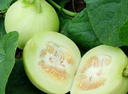 减肥可以吃丰田瓜嘛