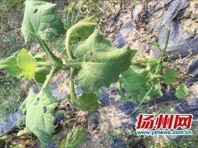 扬州 吃瓜,探寻瓜果飘香的独特风味