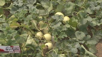 怀孕可以吃芦瓜