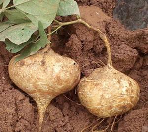 烫伤可以吃土瓜,烫伤后的天然疗愈良方