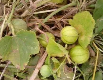 烫伤可以吃土瓜,烫伤后的天然疗愈良方