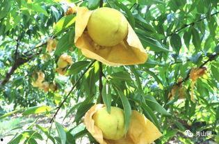 一瓜未平的吃瓜视频,揭秘吃瓜视频背后的真相