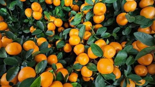 大橘子直播吃瓜