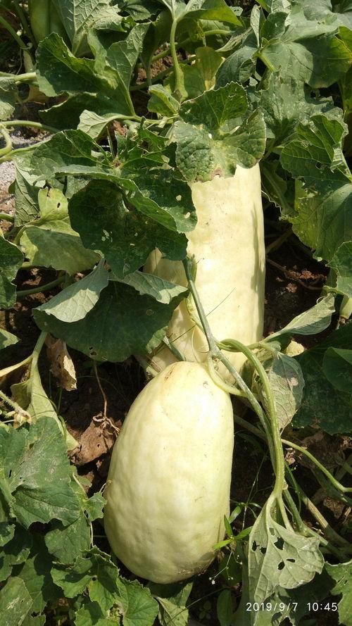 湖北骚瓜怎么吃,解锁地道的湖北美食风情