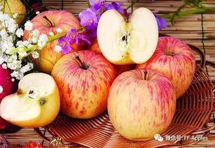 贵宾可以吃苹果瓜吗,苹果瓜，美味还是禁忌？