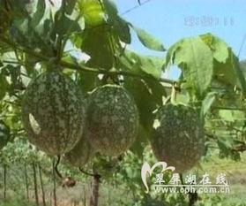 吊瓜根粉怎么吃,吊瓜根粉的多样食用方法探索