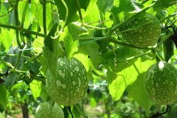 吊瓜根粉怎么吃,吊瓜根粉的多样食用方法探索