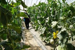 河口的吃瓜视频,揭秘网红美食背后的故事