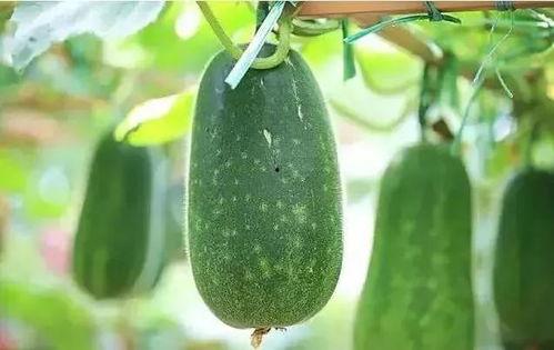 秋刀姨吃瓜,一场吃瓜界的欢乐盛宴