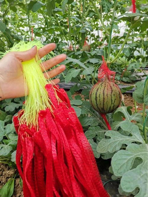 请你吃块大瓜,一起品尝那些“大瓜”背后的故事