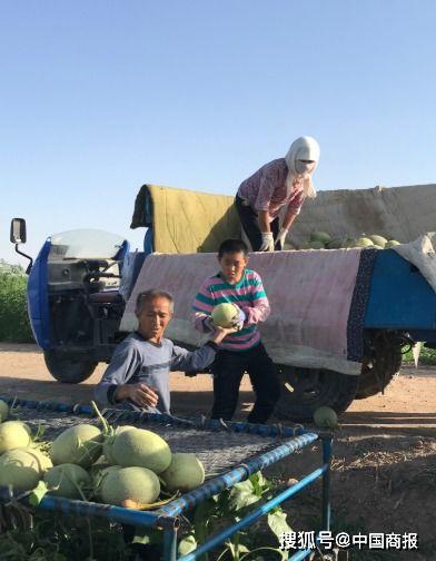 甘肃男女吃瓜,一瓜未了，一瓜又起