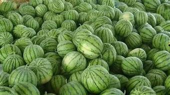 瓜农瓜地里吃西瓜,共享丰收喜悦