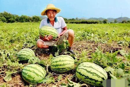 瓜农瓜地里吃西瓜,共享丰收喜悦