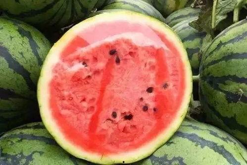 吃瓜群众吃瓜子还是西瓜,瓜子与西瓜的吃瓜大比拼