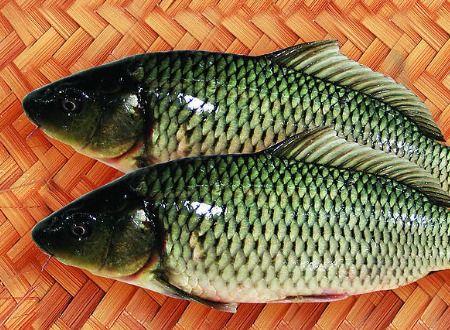 鲤鱼吃瓜的方法,揭秘水中“吃瓜”高手