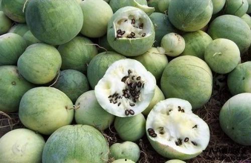 中国吃瓜历史由来