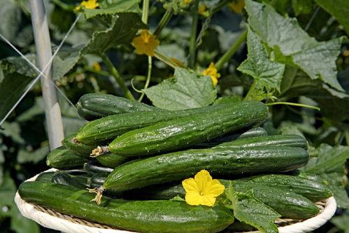 娜丽花吃瓜,揭秘娱乐圈幕后故事