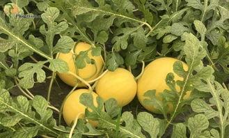 娜丽花吃瓜,揭秘娱乐圈幕后故事