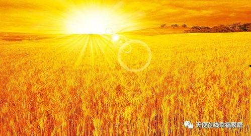 麦田吃瓜照,探寻麦田中的神秘瓜趣