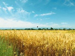 麦田吃瓜照,探寻麦田中的神秘瓜趣