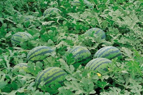 邹城吃瓜群,揭秘当地美食文化圈