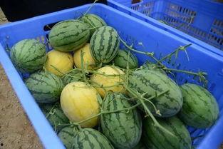 邹城吃瓜群,揭秘当地美食文化圈