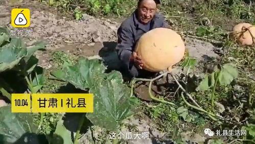 礼县吃瓜网红,揭秘当地美食文化魅力