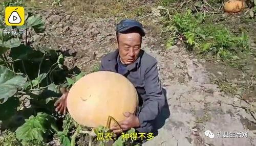 礼县吃瓜网红,揭秘当地美食文化魅力