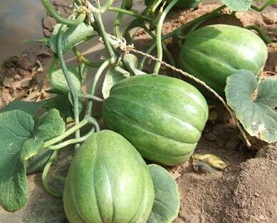 老了也吃瓜,老有所乐的“吃瓜”生活