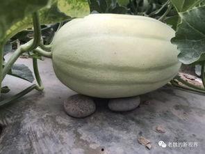 老了也吃瓜,老有所乐的“吃瓜”生活