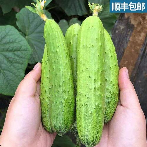 水果旱瓜怎么吃,解锁水果旱瓜的多样美味