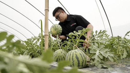 上海电商吃瓜,吃瓜群众揭秘行业幕后