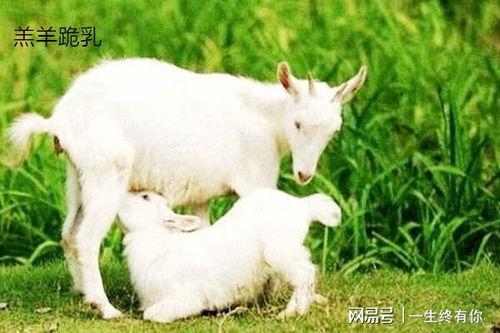 在下小羊吃瓜合集,趣味横生的欢乐时光集锦