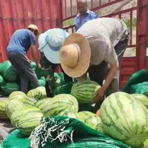 爱心吃瓜,品味生活，共享甜蜜时光