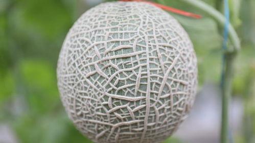 羊角条纹瓜怎么吃,羊角条纹瓜的多彩食法探索