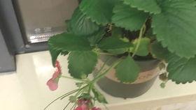 吃哈密瓜吃吐了,揭秘吃瓜吐背后的真相