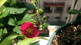 吃哈密瓜吃吐了,揭秘吃瓜吐背后的真相