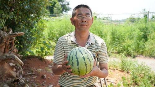 五十万吃瓜,揭秘娱乐圈背后的惊人真相