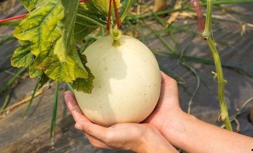 吃鲜瓜上火吗,吃鲜瓜真的会上火吗？揭秘真相