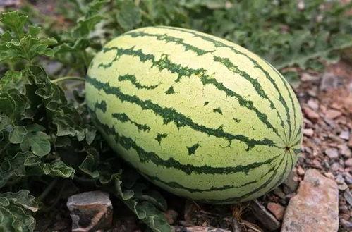 睡觉后吃块瓜,揭秘夜间小食的神奇功效