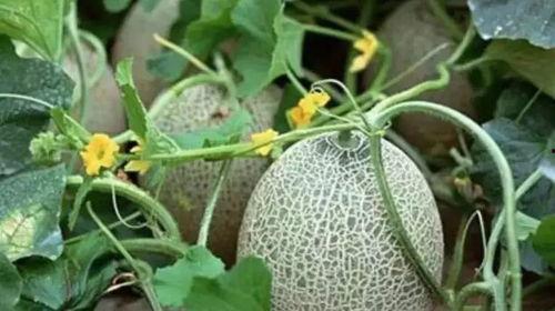 吃新疆网纹瓜刺痛