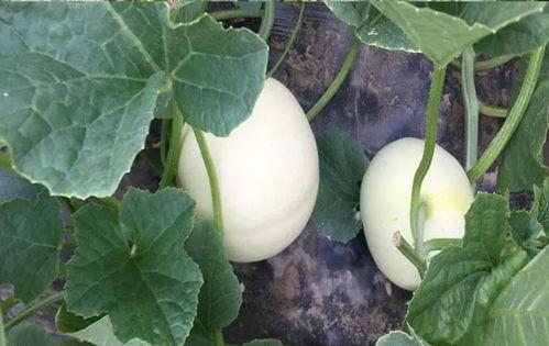 来号可以吃小白瓜,尽享小白瓜美味