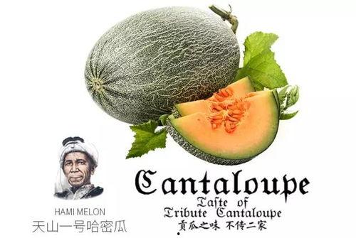 来号可以吃小白瓜,尽享小白瓜美味