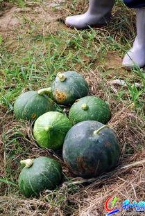 这样吃瓜就是爽,吃瓜解暑，爽翻天！