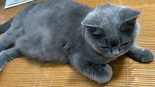 大猫猫吃瓜,大猫猫的瓜田奇遇记